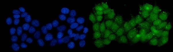 a00557 1 srf primary antibodies if testing 5