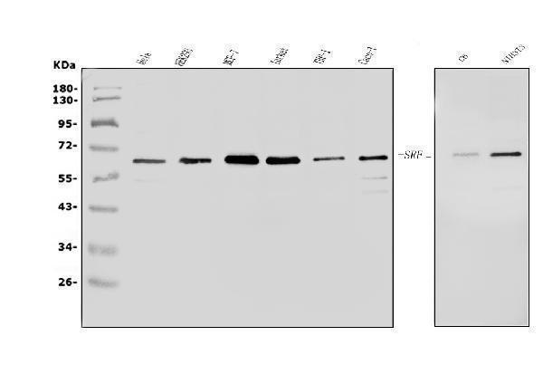 a00557 1 srf primary antibodies wb testing 1