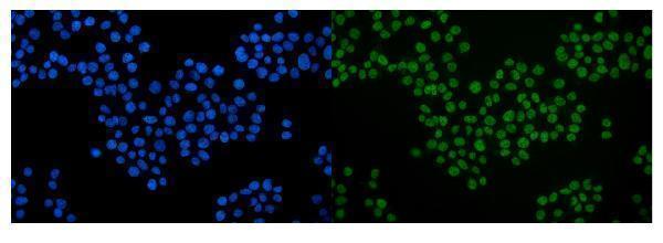 a00557 2 srf primary antibodies if testing 7