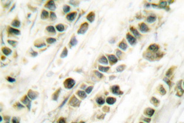 a00557 srf primary antiboties ihc testing 2