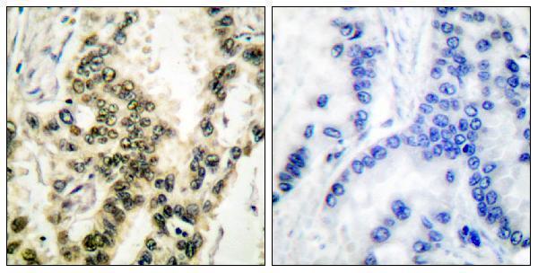 a00557s103 1 srf primary antibodies ihc testing 3