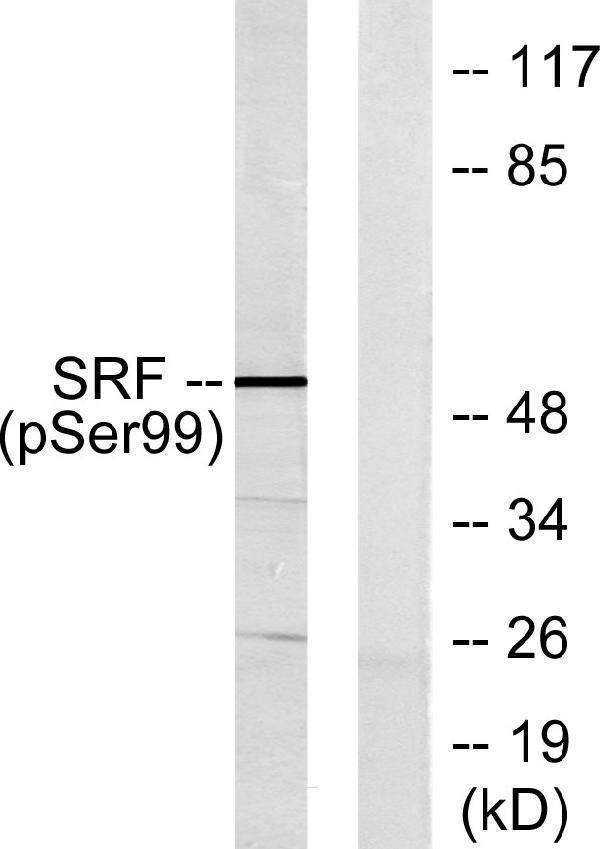 a00557s103 1 srf primary antibodies wb testing 2