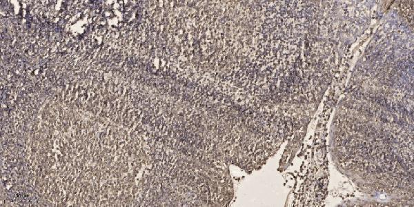 a00557t159 srf primary antibodies ihc testing 1