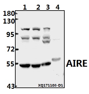 a00558 3 aire primary antiboties wb testing 1
