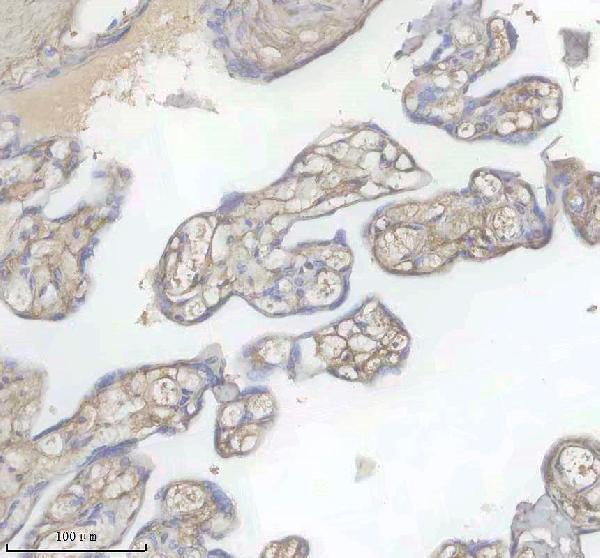 IHC analysis of FBN1 using anti-FBN1 antibody (A00559-1)