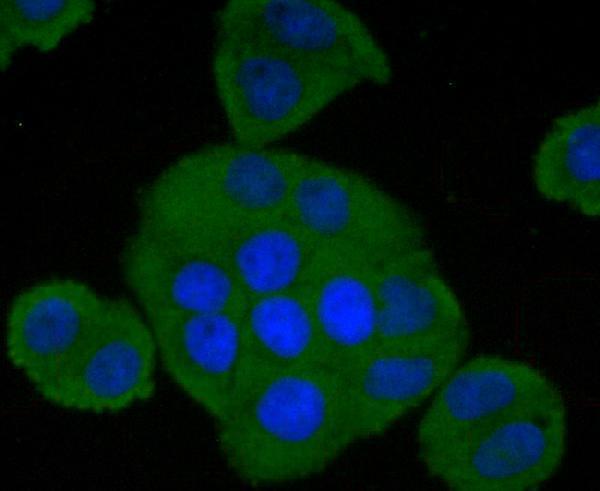 ICC staining Factor H in Hela cells (green)