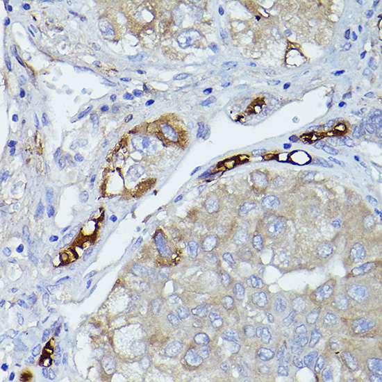 a00562 cfh primary antiboties ihc testing 4