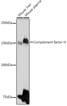 Western blot analysis of extracts of various cell lines, using Complement factor H antibody  at 1:1000 dilution