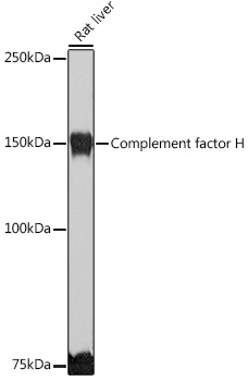 Western blot analysis of extracts of Rat liver, using Complement factor H antibody  at 1:1000 dilution