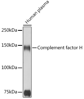 Western blot analysis of extracts of Human plasma, using Complement factor H antibody  at 1:1000 dilution