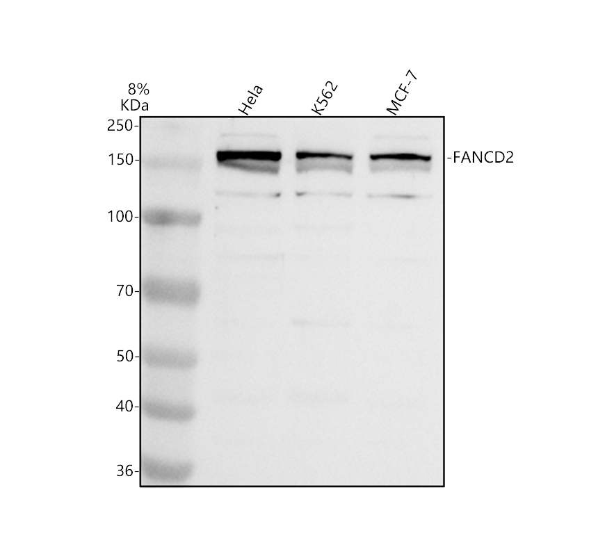 Western blot analysis of FANCD2 using anti-FANCD2 antibody (A00563-3)