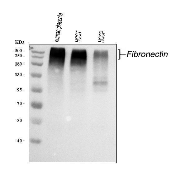 a00564 1 fn1 primary antibodies wb testing 1