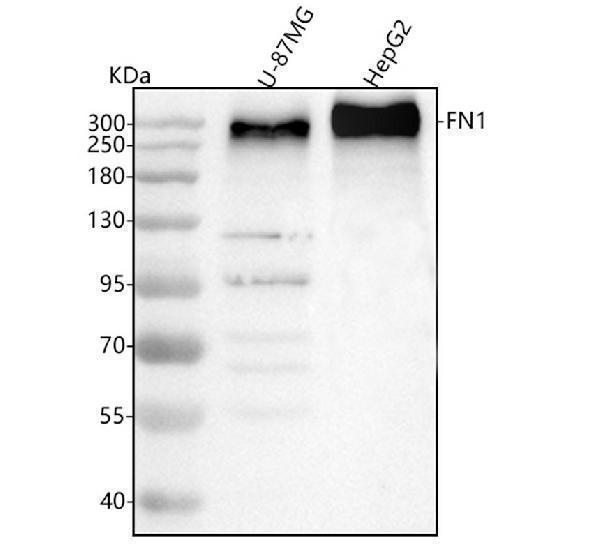  Western blot analysis of Fibronectin/FN1 using anti-Fibronectin/FN1 antibody (A00564-3)