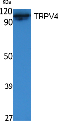 Western Blot analysis of extracts from K562 cells, using TRPV4 Polyclonal Antibody