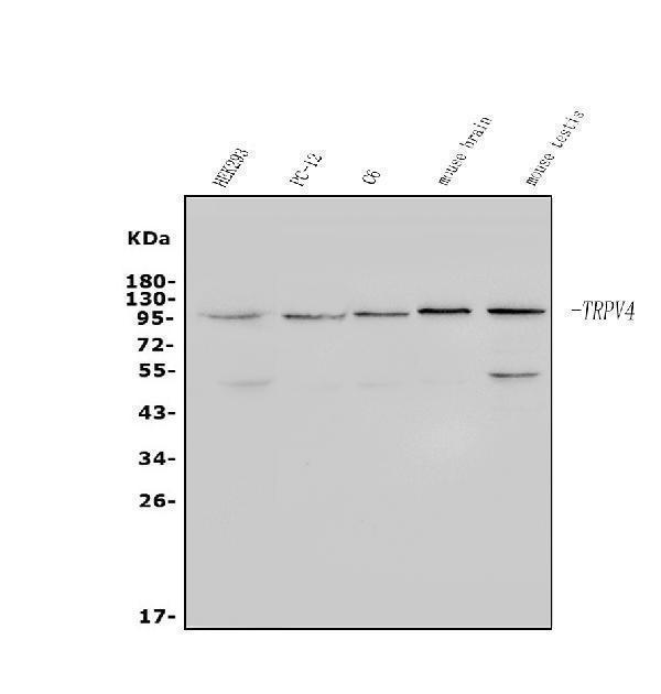 a00565 2 trpv4 primary antibodies wb testing 1