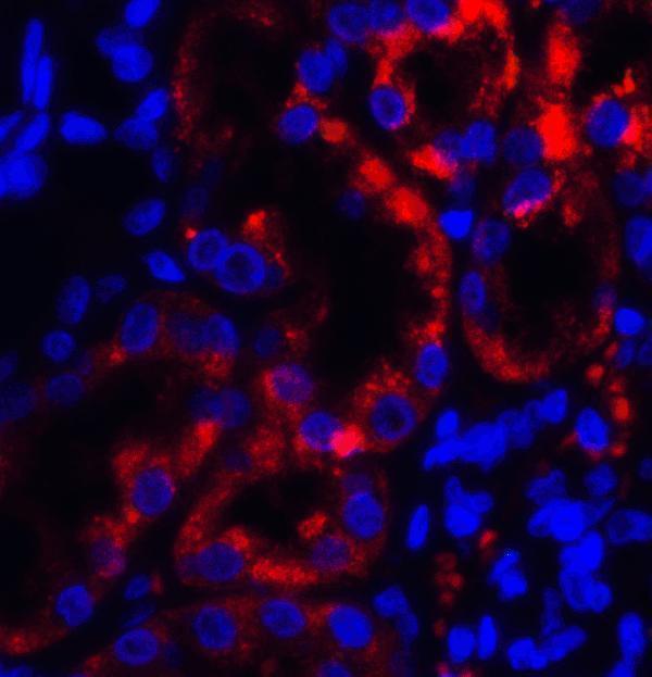 a00565 trpv4 primary antibodies if testing 4