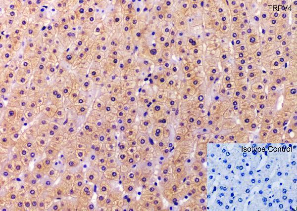 a00565 trpv4 primary antibodies ihc testing 1