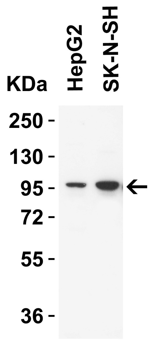 a00565 trpv4 primary antibodies wb testing 1_1