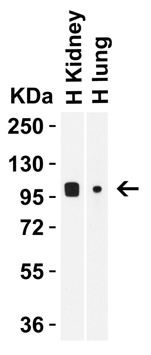 a00565 trpv4 primary antibodies wb testing 2