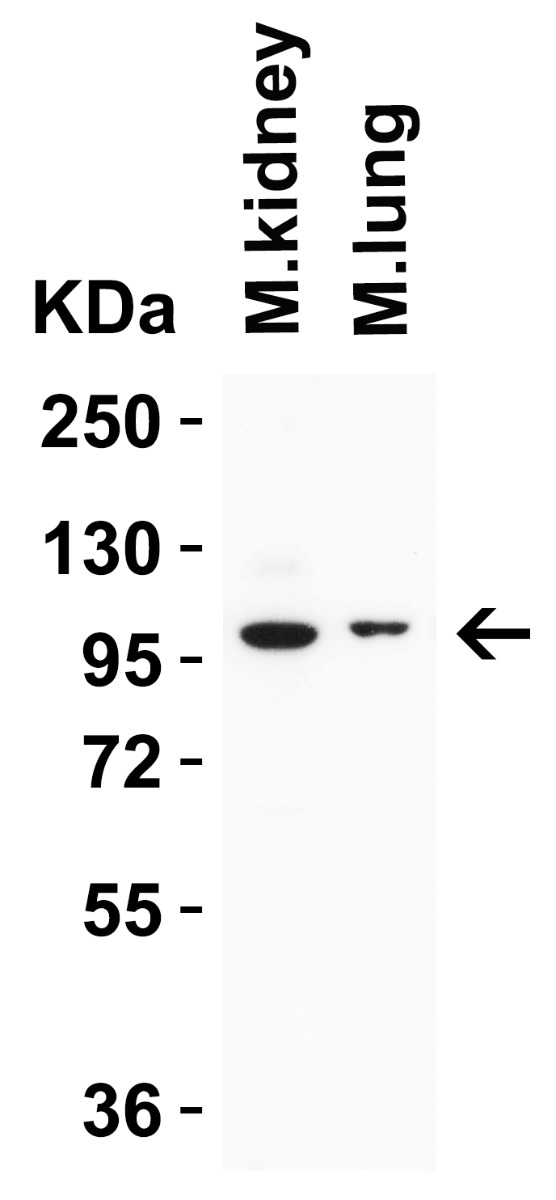 a00565 trpv4 primary antibodies wb testing 3