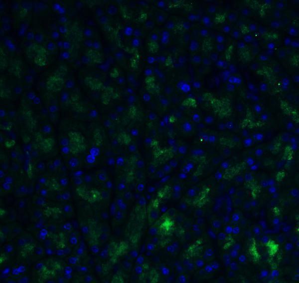 a00566 2 adam10 primary antibodies if testig 11