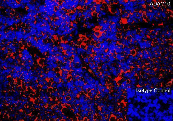 a00566 2 adam10 primary antibodies if testing 12