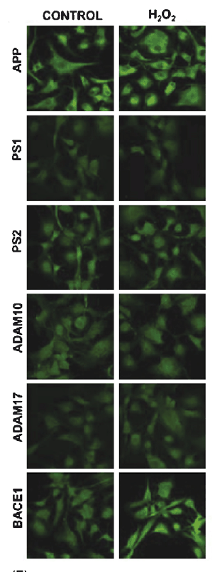 a00566 2 adam10 primary antibodies if testing 13