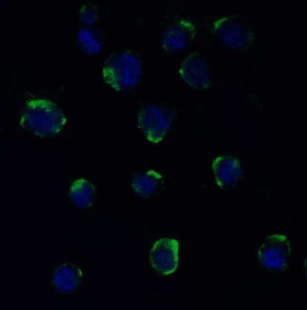 a00566 2 adam10 primary antibodies if testing 7