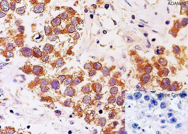 a00566 2 adam10 primary antibodies ihc testing 8