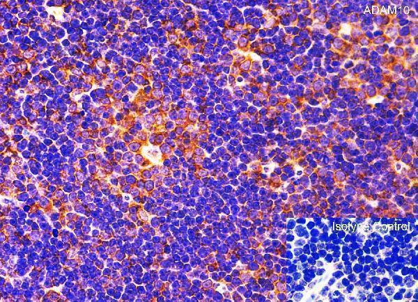 a00566 2 adam10 primary antibodies ihc testing 9