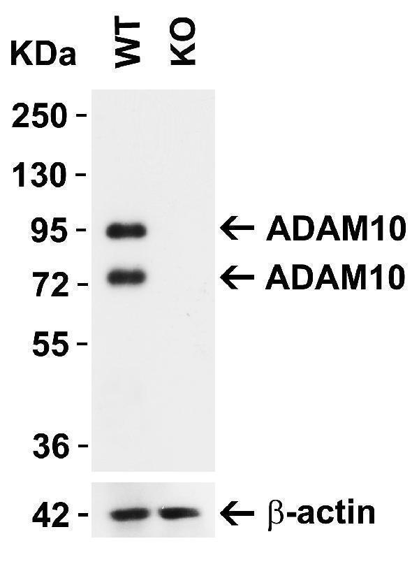 ADAM10 KO Validation in MEF Cells 
Loading: 10 μg of lysate 
Antibodies: ADAM10 A00566-2, 1 μg/mL and beta-actin 3779-1301, 1μg/mL, 1 h incubation at RT in 5% NFDM/TBST