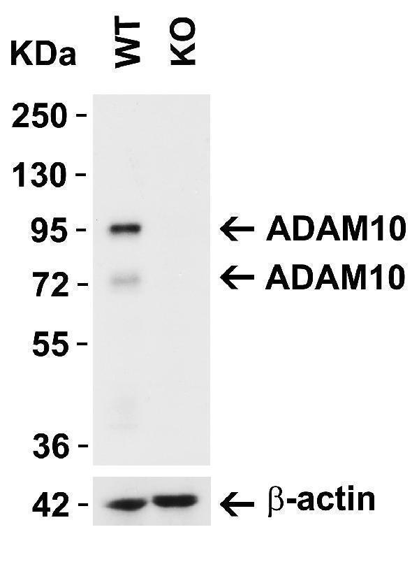 ADAM10 KO Validation in 293 Cells 
Loading: 15 μg of lysate 
Antibodies: ADAM10 A00566-2, 2 μg/mL and beta-actin 3779-1301, 1μg/mL, 1 h incubation at RT in 5% NFDM/TBST