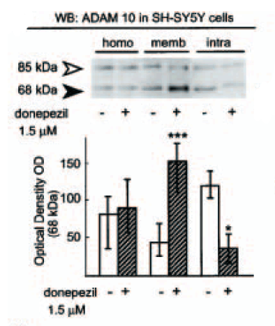 a00566 2 adam10 primary antibodies wb testing 14