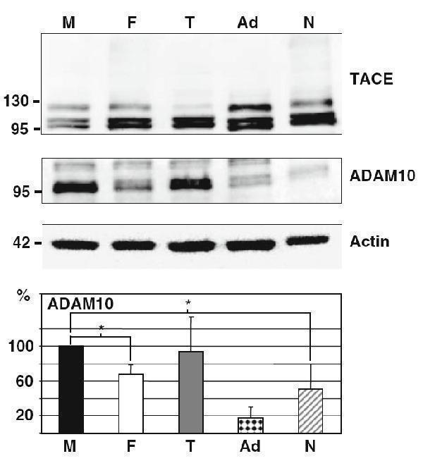 a00566 2 adam10 primary antibodies wb testing 15