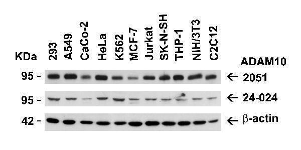 Independent Antibody Validation (IAV) via Protein Expression Profile in Human and Mouse Cell Lines
Loading: 15 μg of lysates per lane