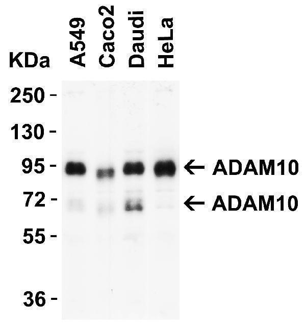 a00566 2 adam10 primary antibodies wb testing 4