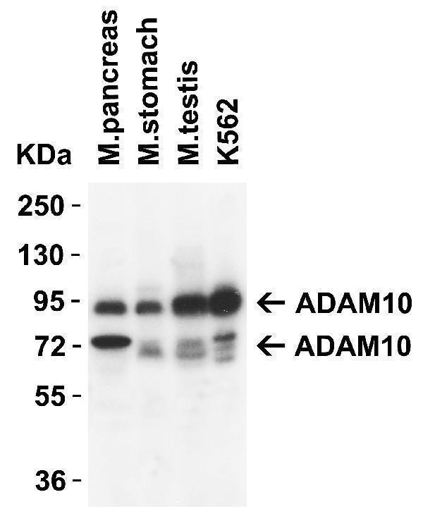 a00566 2 adam10 primary antibodies wb testing 5