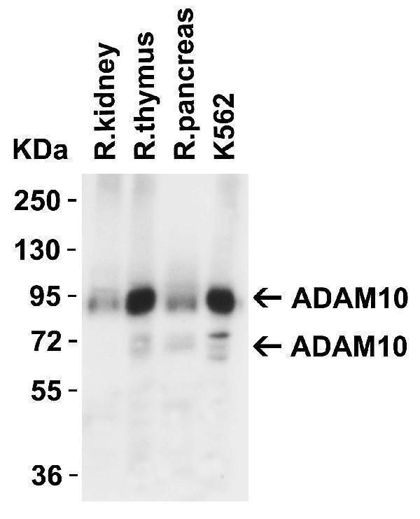 a00566 2 adam10 primary antibodies wb testing 6