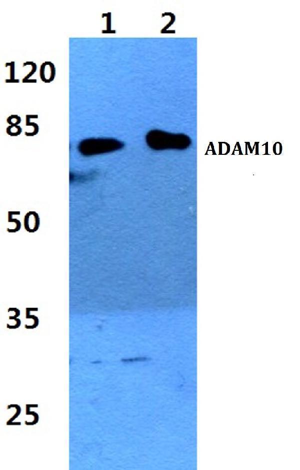 a00566 4 adam10 primary antiboties wb testing 1_1