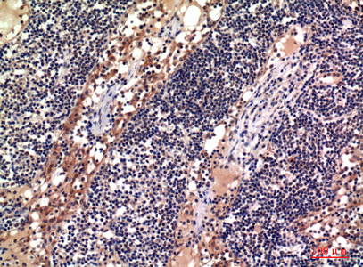 a00566 adam10 primary antibodies ihc testing 1