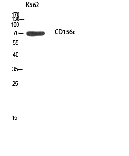 a00566 adam10 primary antibodies wb testing 2