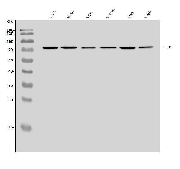a00567 1 ecd primary antibodies wb testing 1