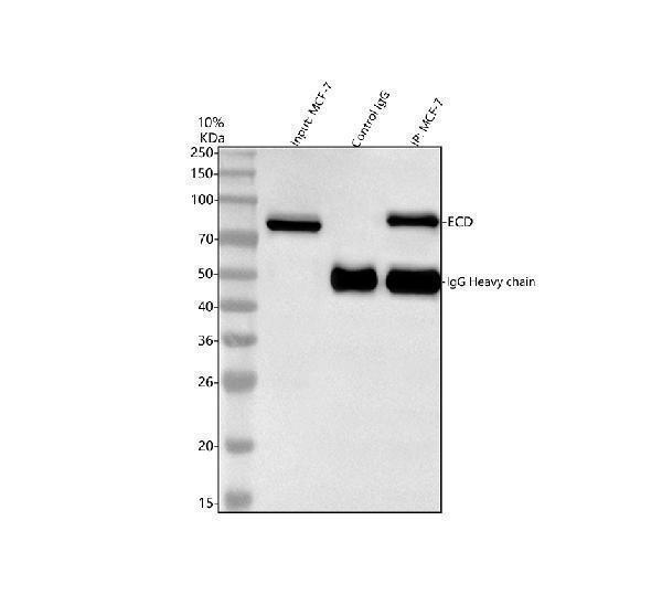  Immunoprecipitating (IP) SGT1/ECD in MCF-7 whole cell lysate