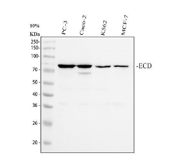  Western blot analysis of SGT1/ECD using anti-SGT1/ECD antibody (A00567-2)