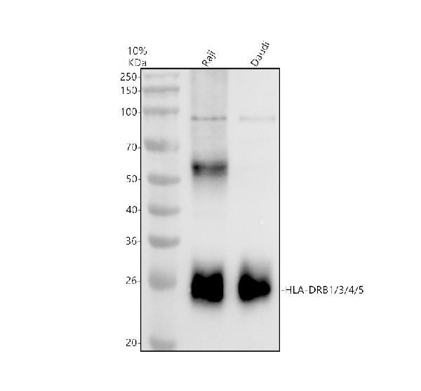 a00568 2 hla drb1 3 4 5 primary antibodies wb testing 1