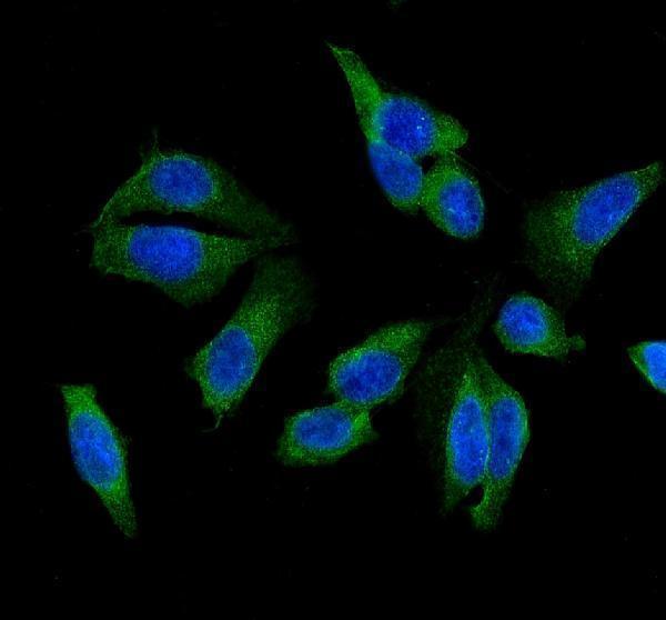 a00569 1 primary antibodies if testing 3