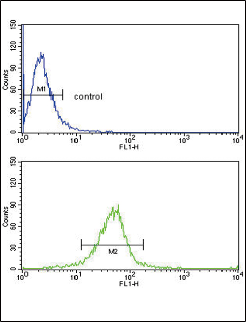GSTM1 Antibody (C-term) (Cat