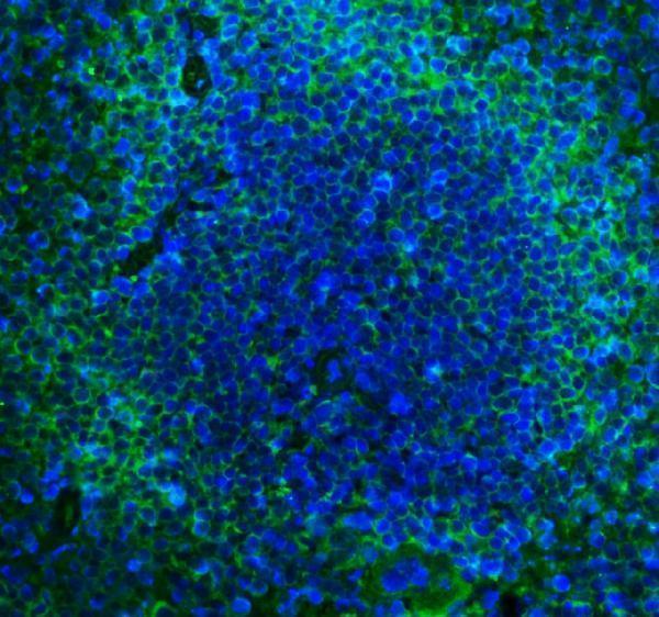  IF analysis of Cd2 using anti-Cd2 antibody (A00570-2)