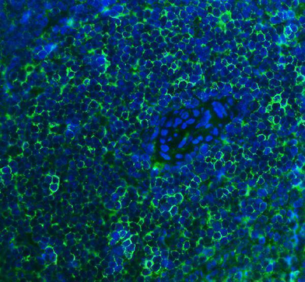 a00570 2 cd2 primary antibodies if testing 4