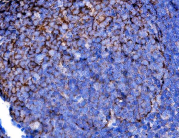  IHC analysis of Cd2 using anti-Cd2 antibody (A00570-2)